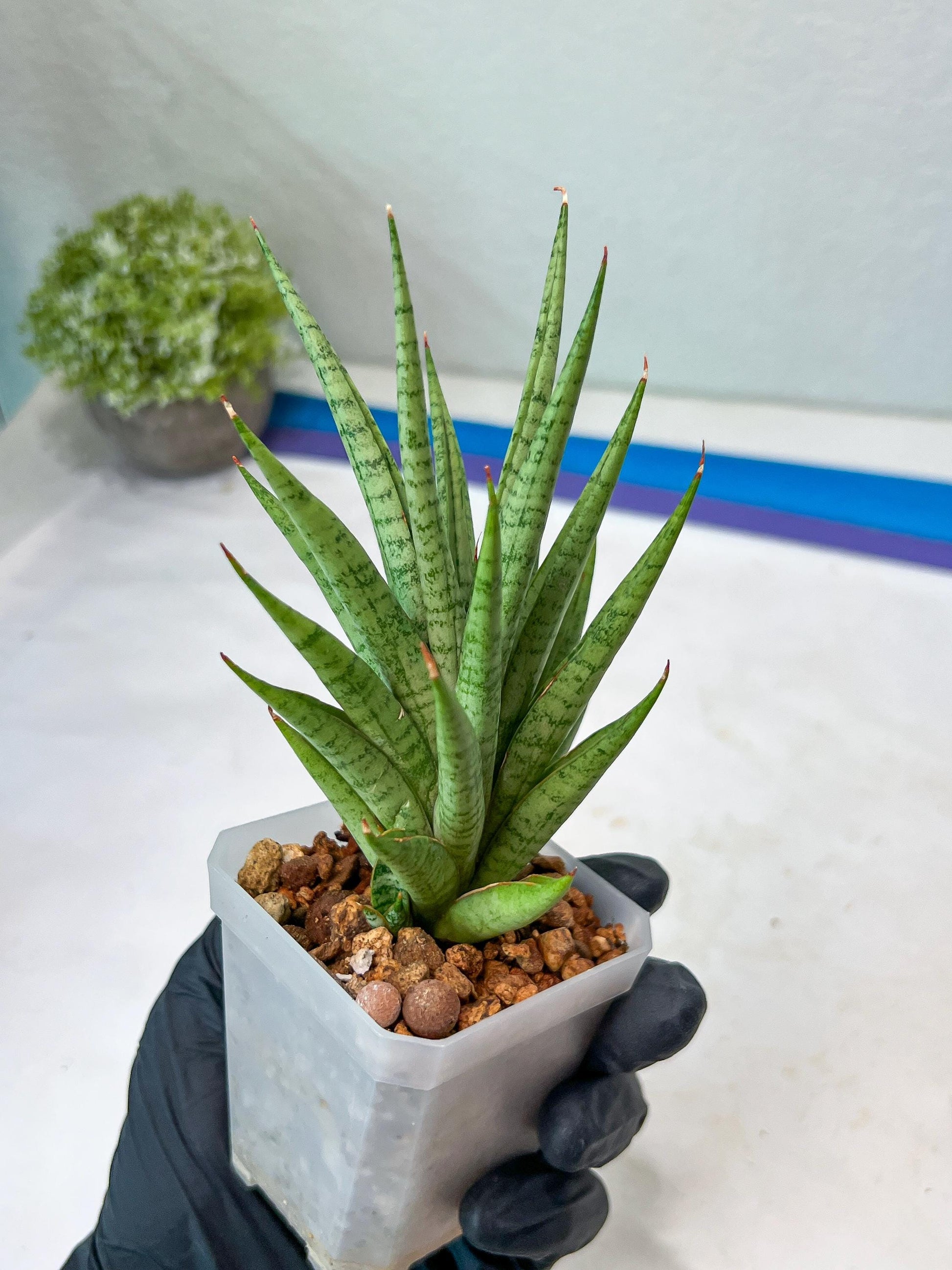 Sansevieria Epine Verte (#AC27) | Rare Exotic Flora