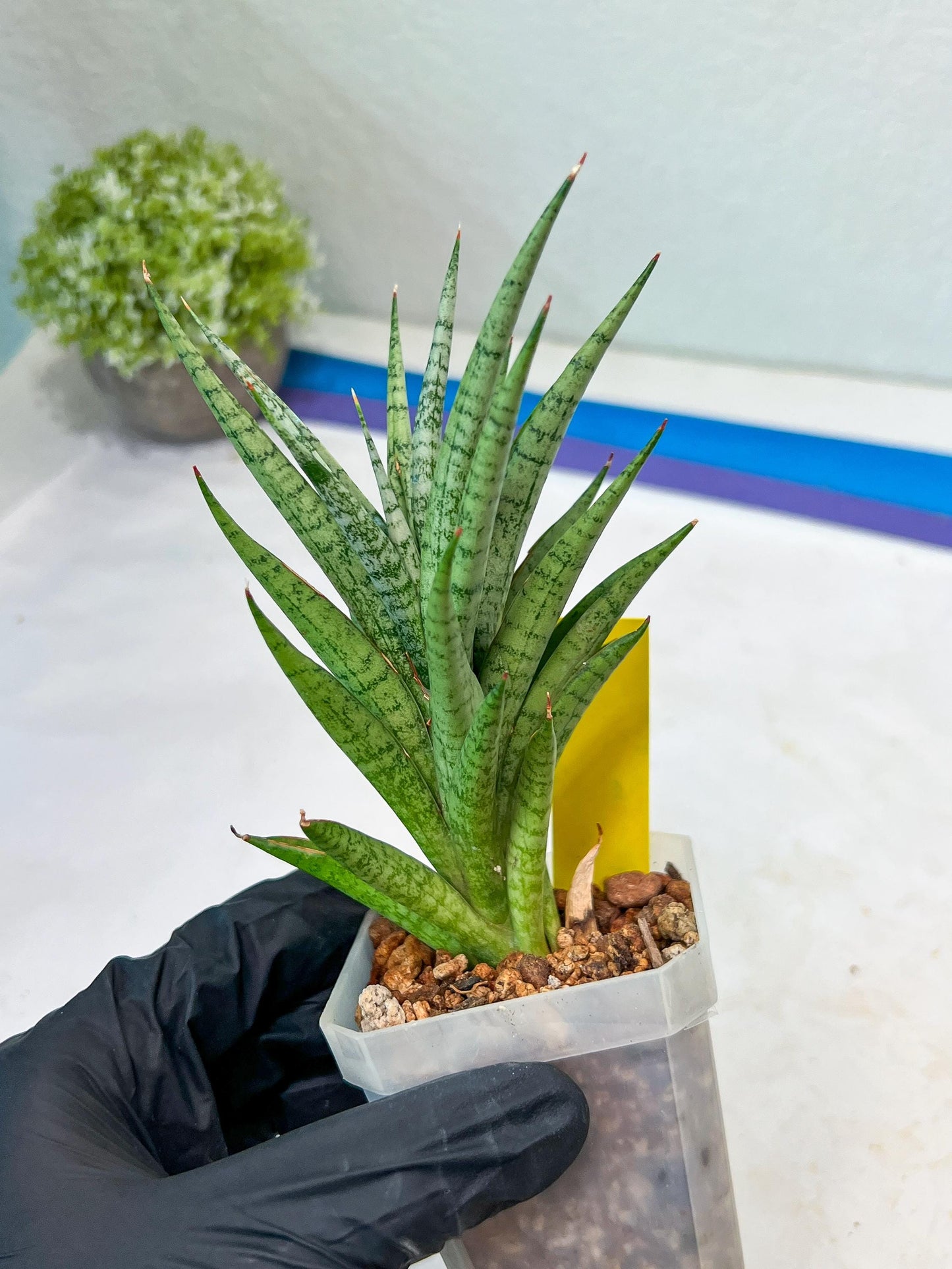 Sansevieria Epine Verte (#AC27) | Rare Exotic Flora