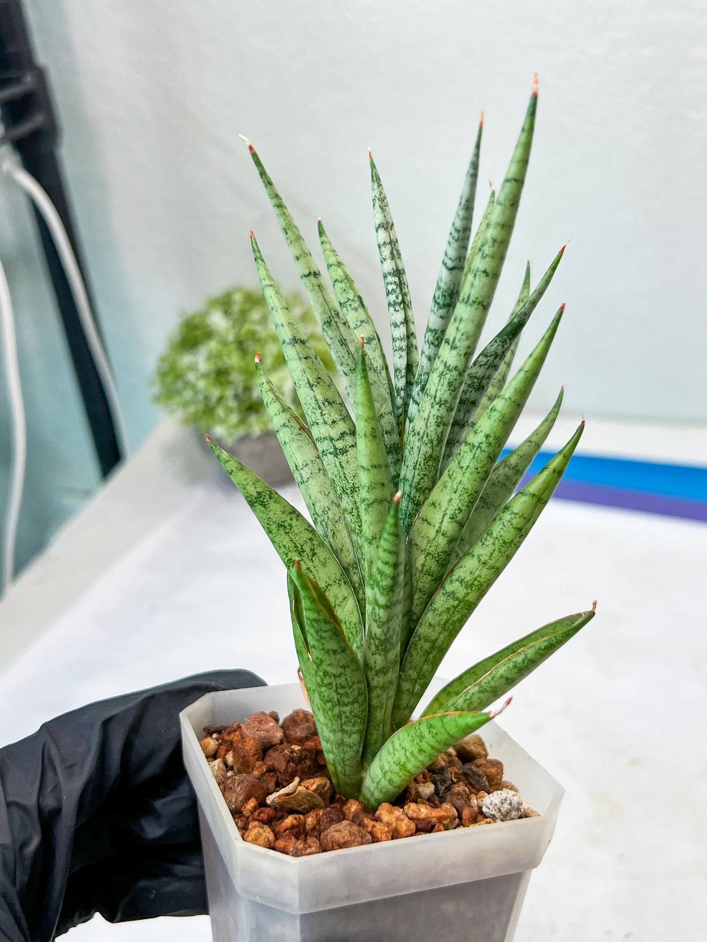 Sansevieria Epine Verte (#AC27) | Rare Exotic Flora
