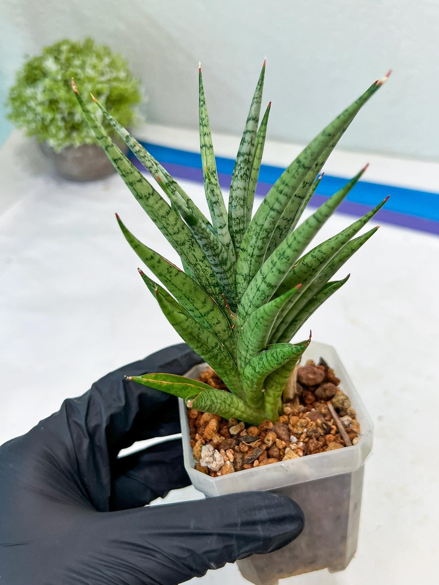 Sansevieria Epine Verte (#AC27) | Rare Exotic Flora