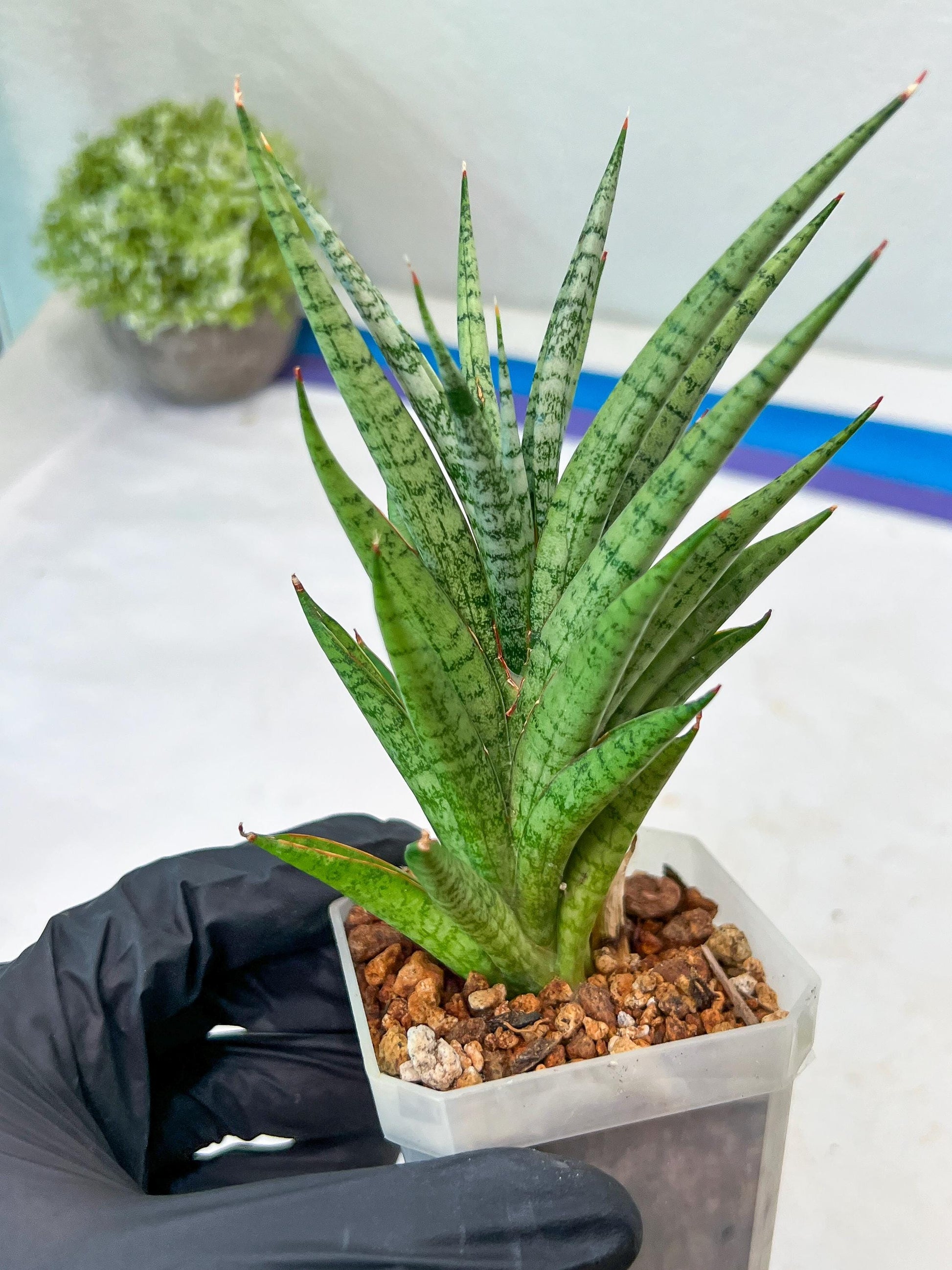 Sansevieria Epine Verte (#AC27) | Rare Exotic Flora