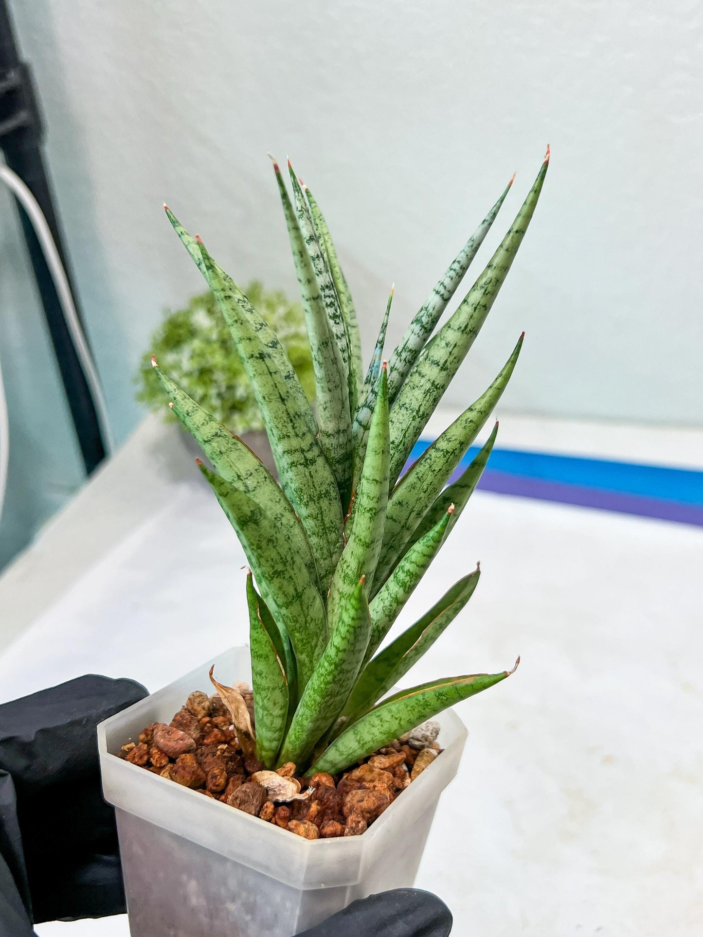 Sansevieria Epine Verte (#AC27) | Rare Exotic Flora