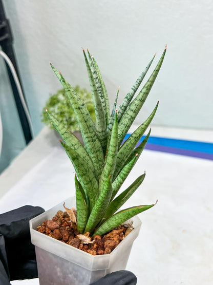 Sansevieria Epine Verte (#AC27) | Rare Exotic Flora