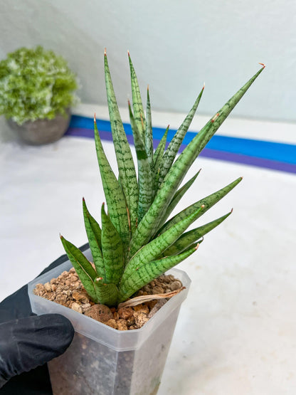 Sansevieria Epine Verte (#AC27) | Rare Exotic Flora
