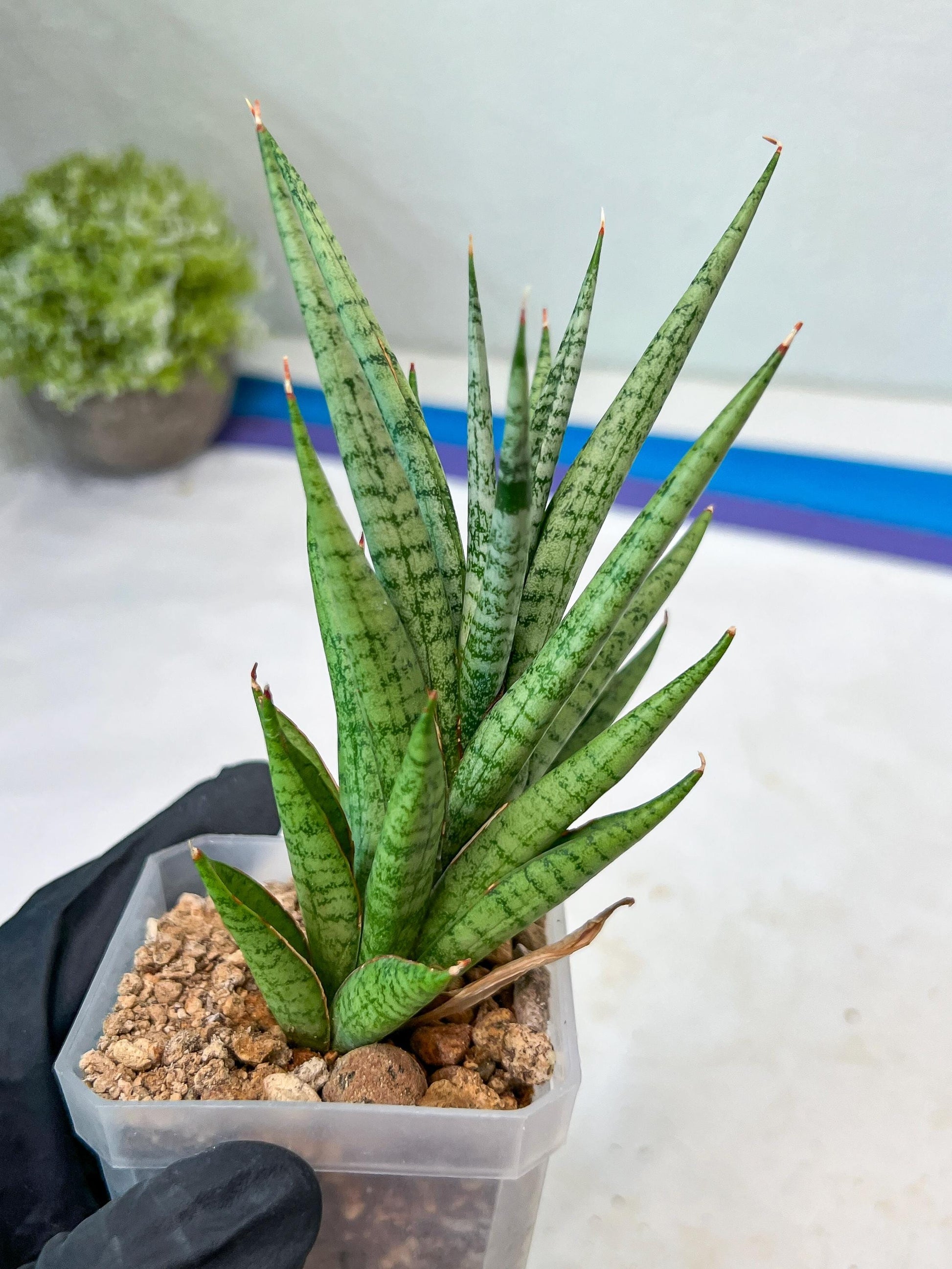 Sansevieria Epine Verte (#AC27) | Rare Exotic Flora
