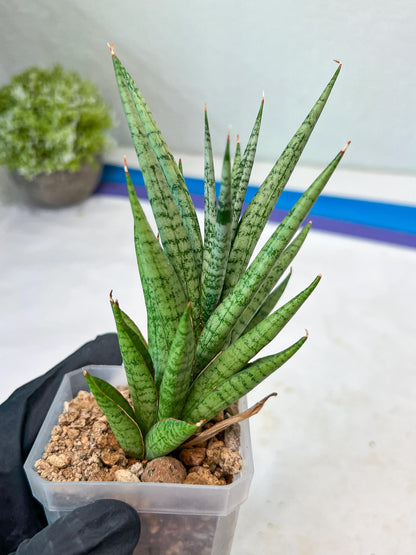 Sansevieria Epine Verte (#AC27) | Rare Exotic Flora