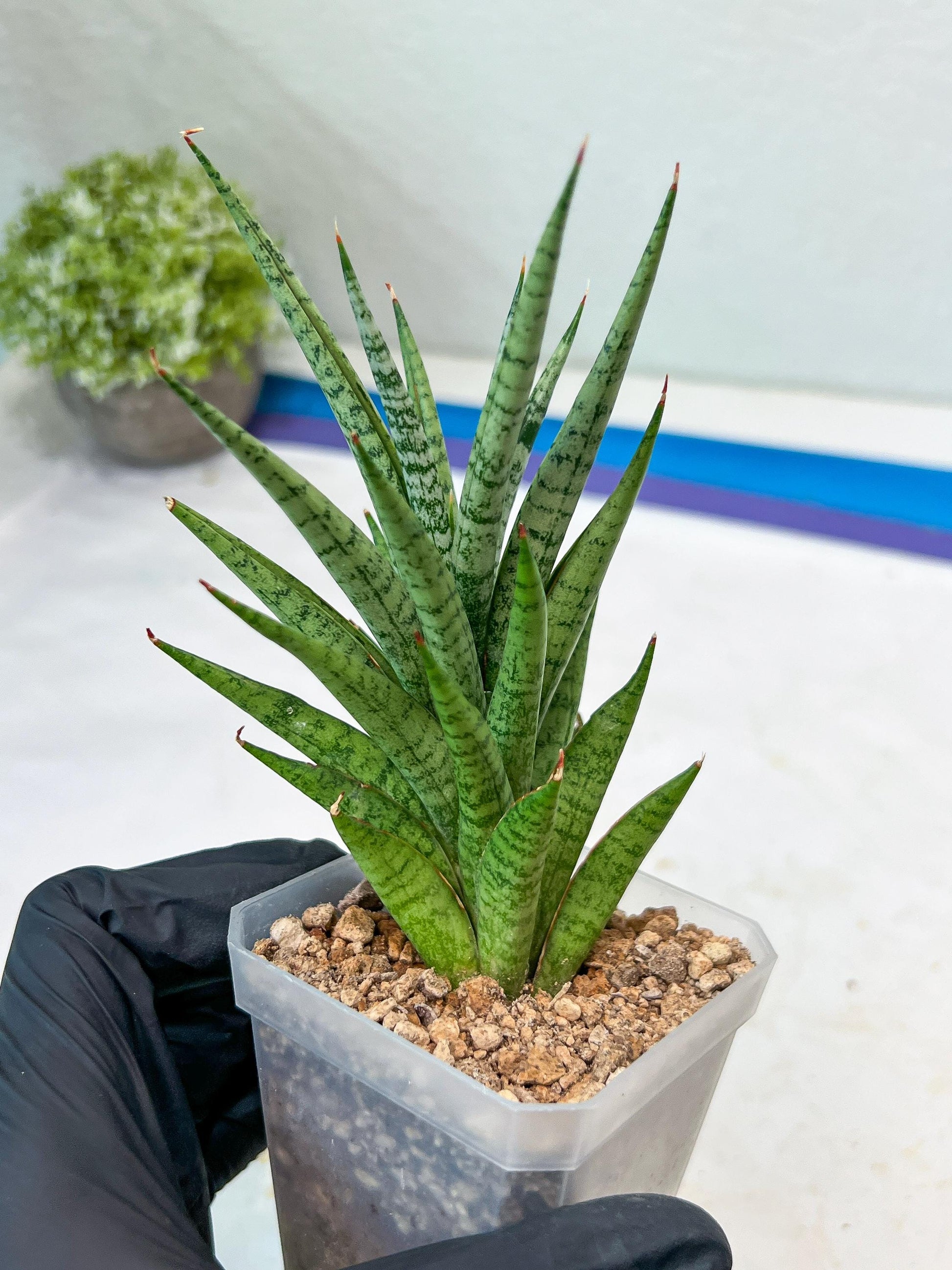 Sansevieria Epine Verte (#AC27) | Rare Exotic Flora
