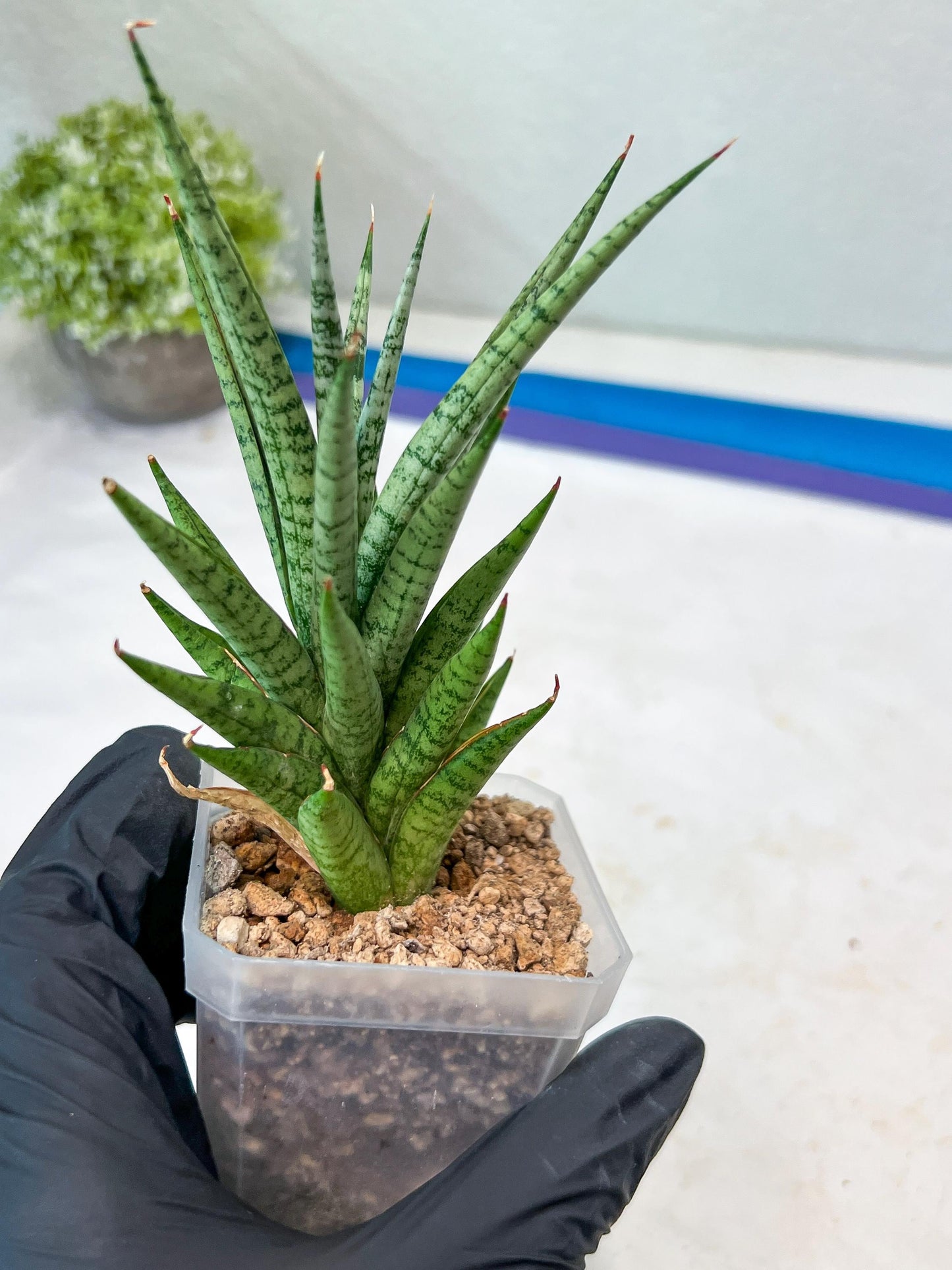 Sansevieria Epine Verte (#AC27) | Rare Exotic Flora