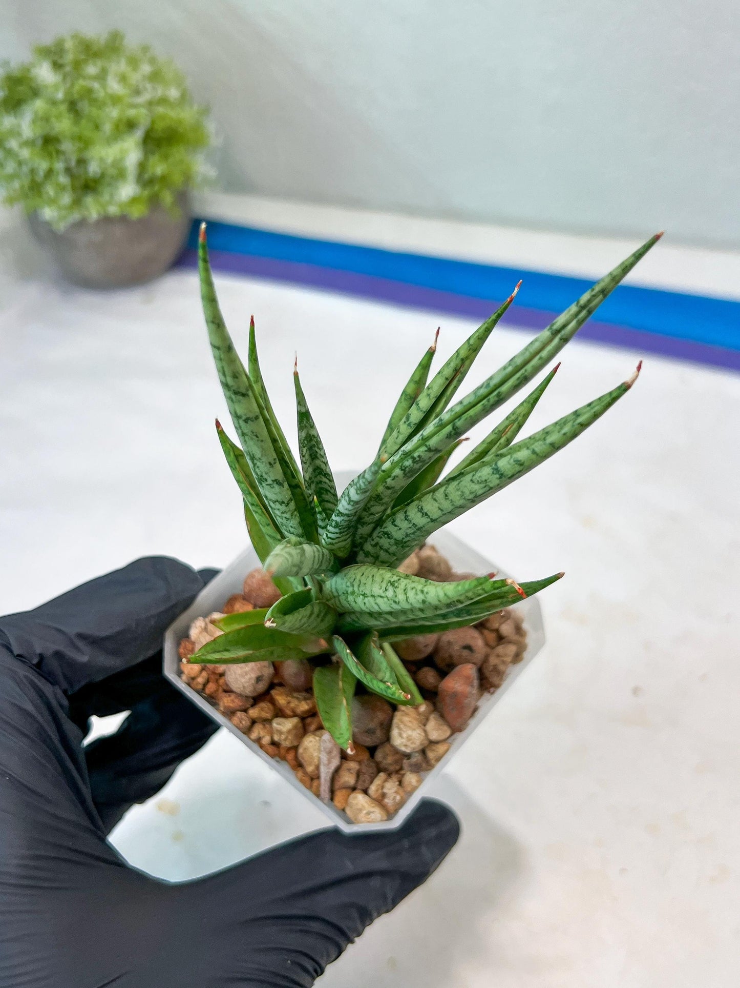 Sansevieria Epine Verte (#AC27) | Rare Exotic Flora