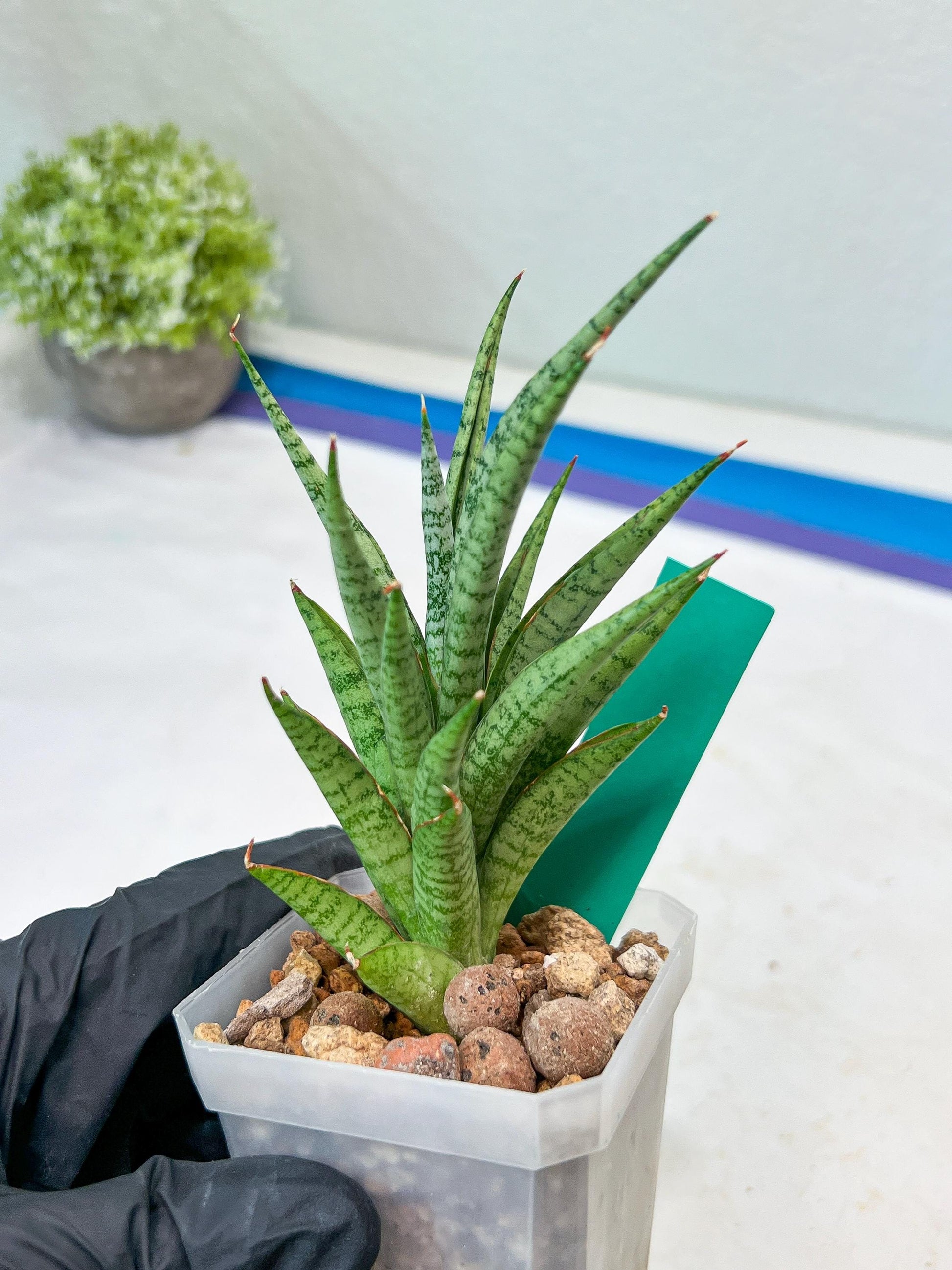 Sansevieria Epine Verte (#AC27) | Rare Exotic Flora