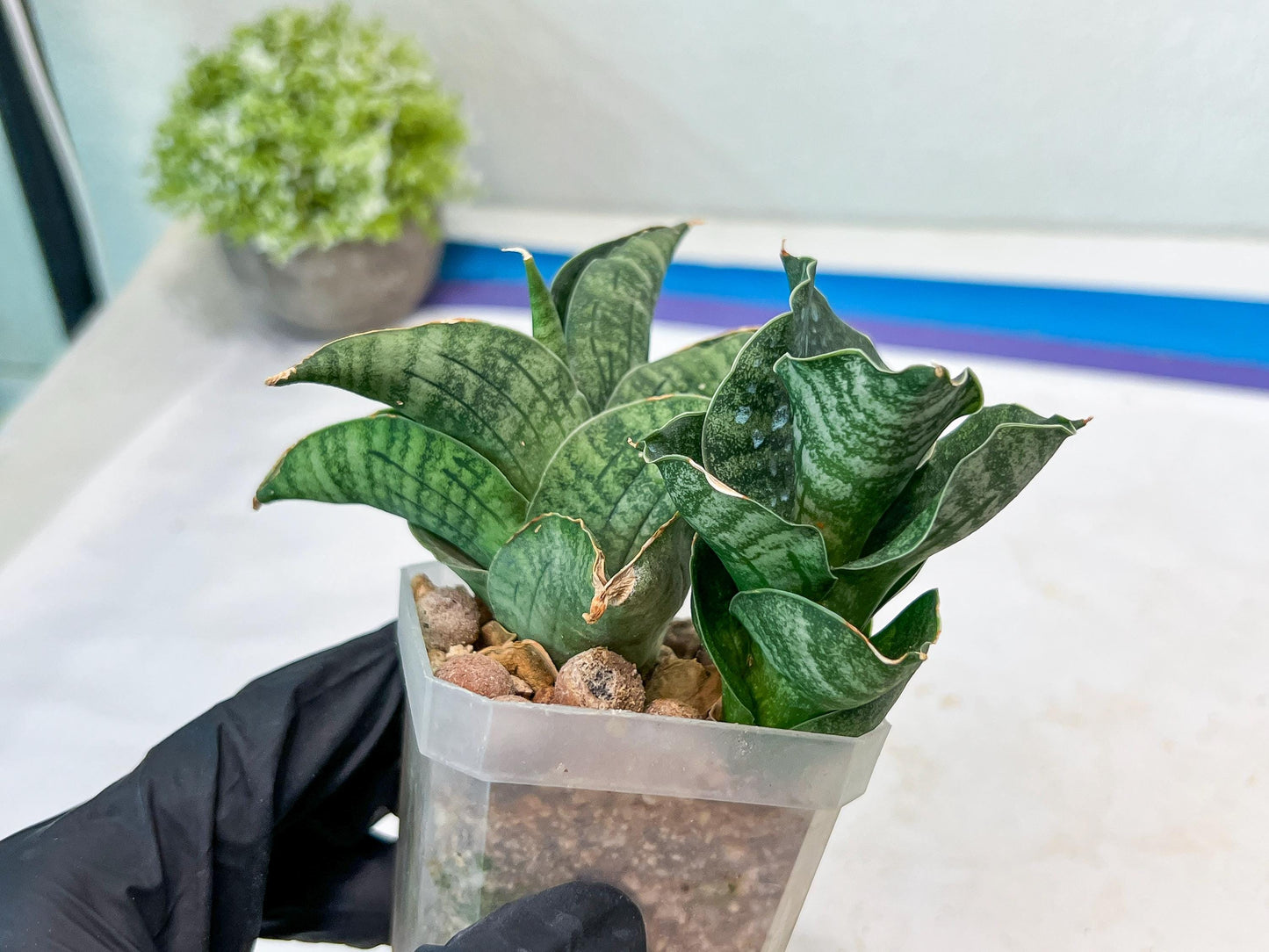 Sansevieria Lion Heart (#AC31) | Imported Snake Plant
