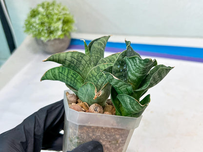 Sansevieria Lion Heart (#AC31) | Imported Snake Plant