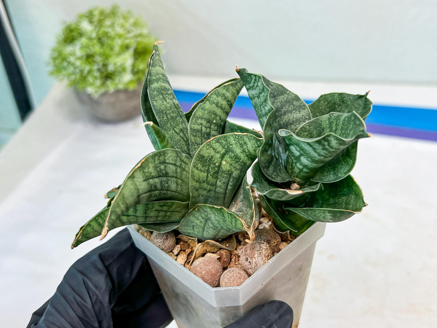 Sansevieria Lion Heart (#AC31) | Imported Snake Plant