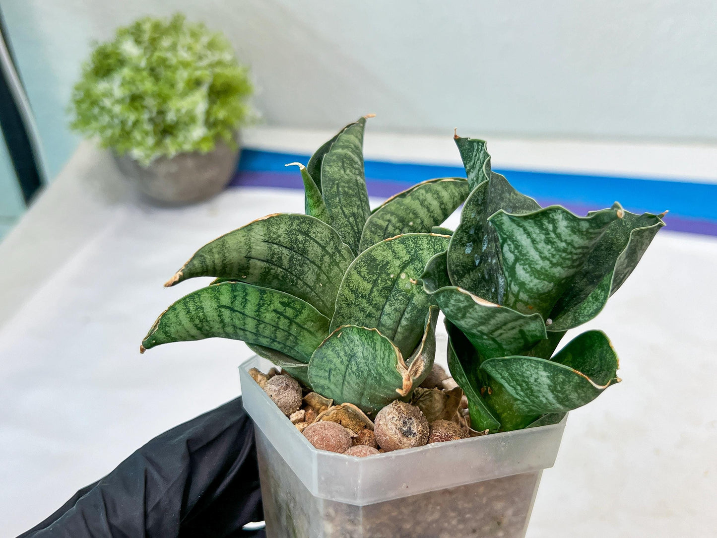 Sansevieria Lion Heart (#AC31) | Imported Snake Plant