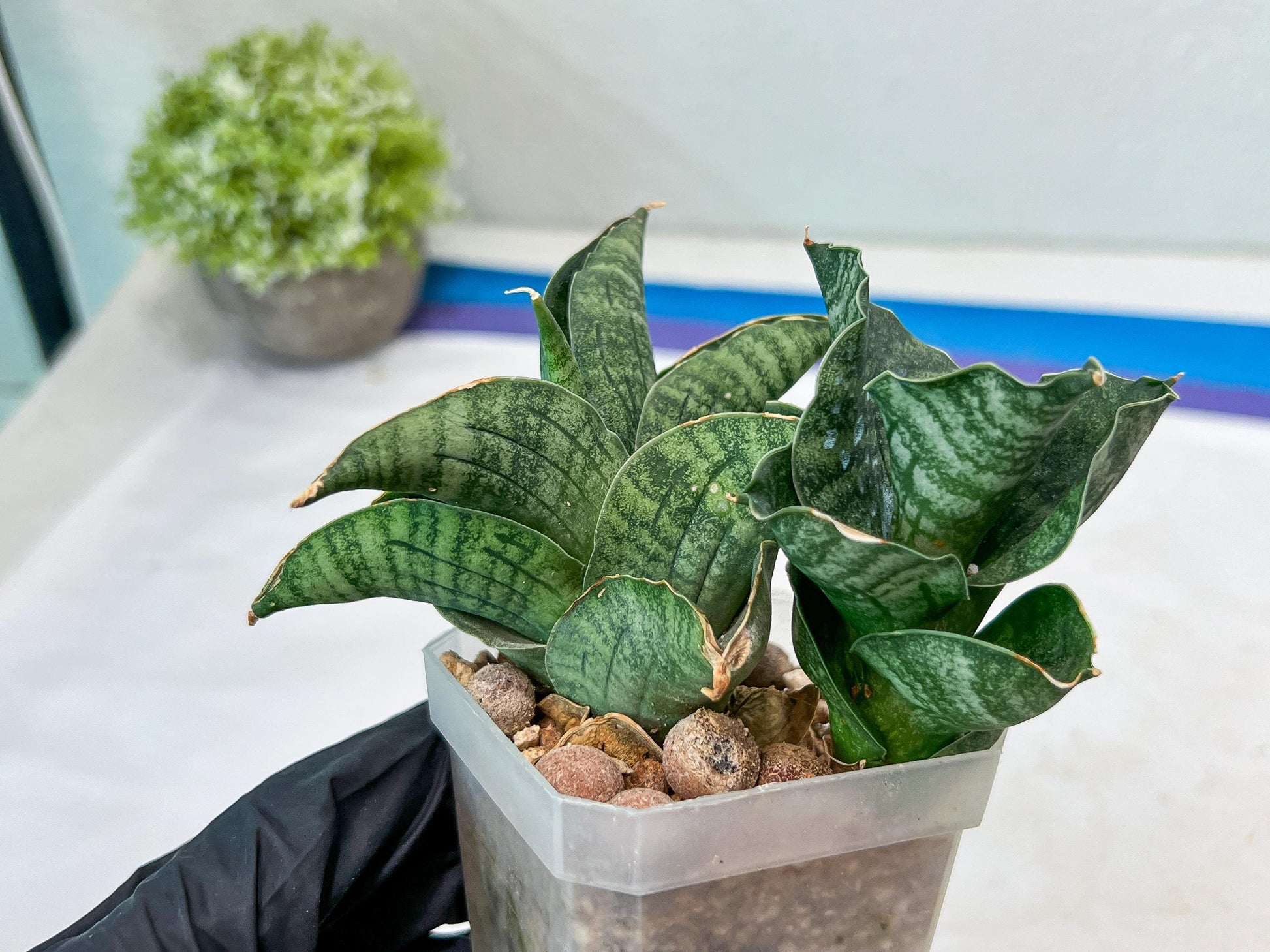 Sansevieria Lion Heart (#AC31) | Imported Snake Plant