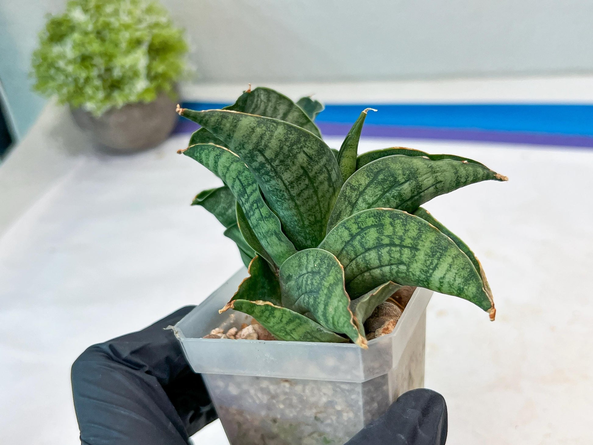Sansevieria Lion Heart (#AC31) | Imported Snake Plant