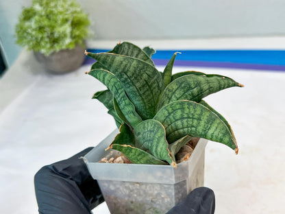 Sansevieria Lion Heart (#AC31) | Imported Snake Plant