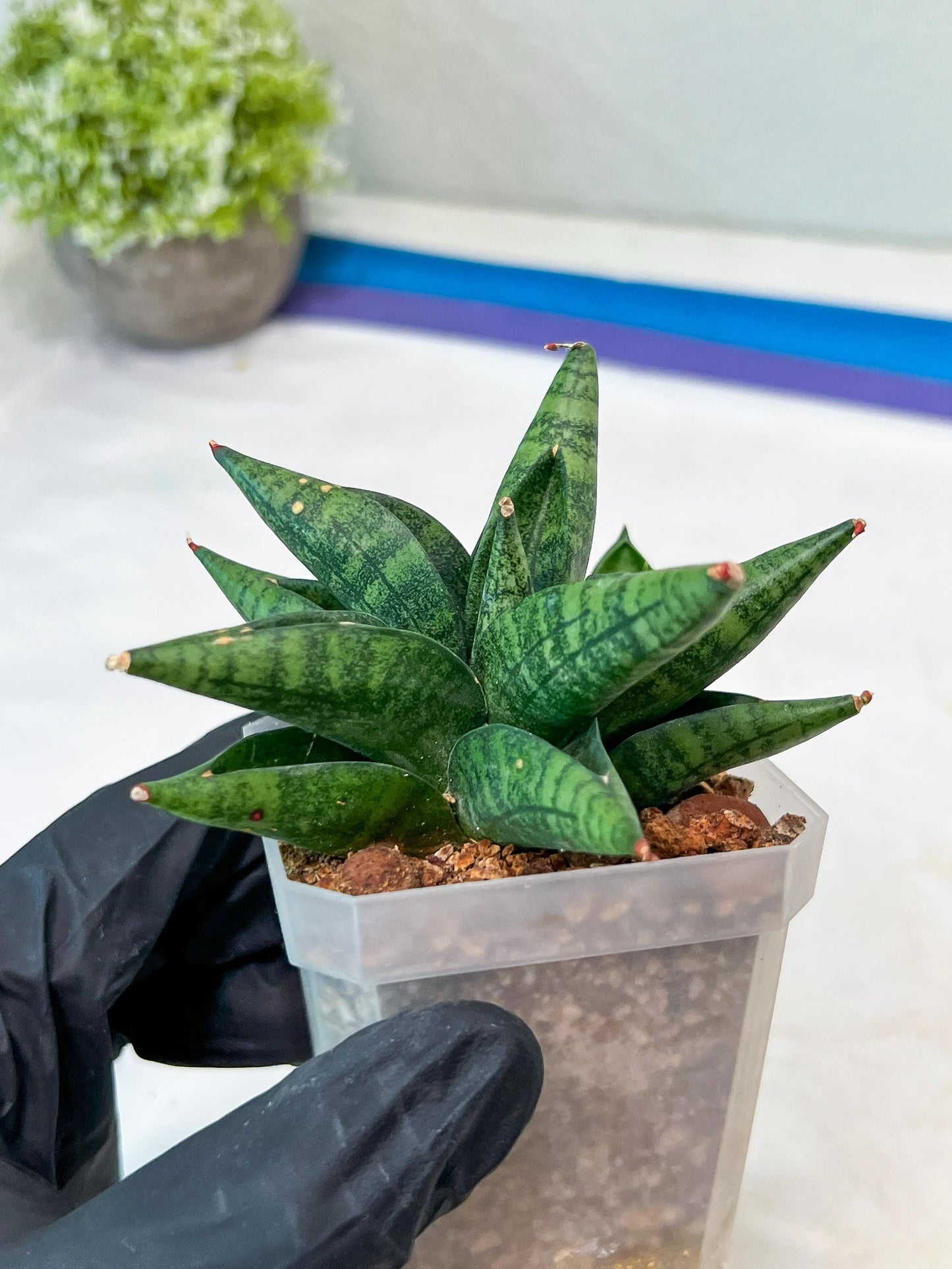 Sansevieria Penguin (#AC47) | Imported Hybrids