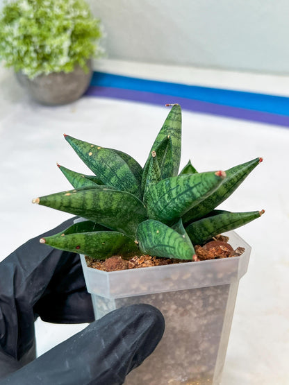 Sansevieria Penguin (#AC47) | Imported Hybrids