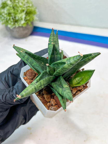 Sansevieria Penguin (#AC47) | Imported Hybrids