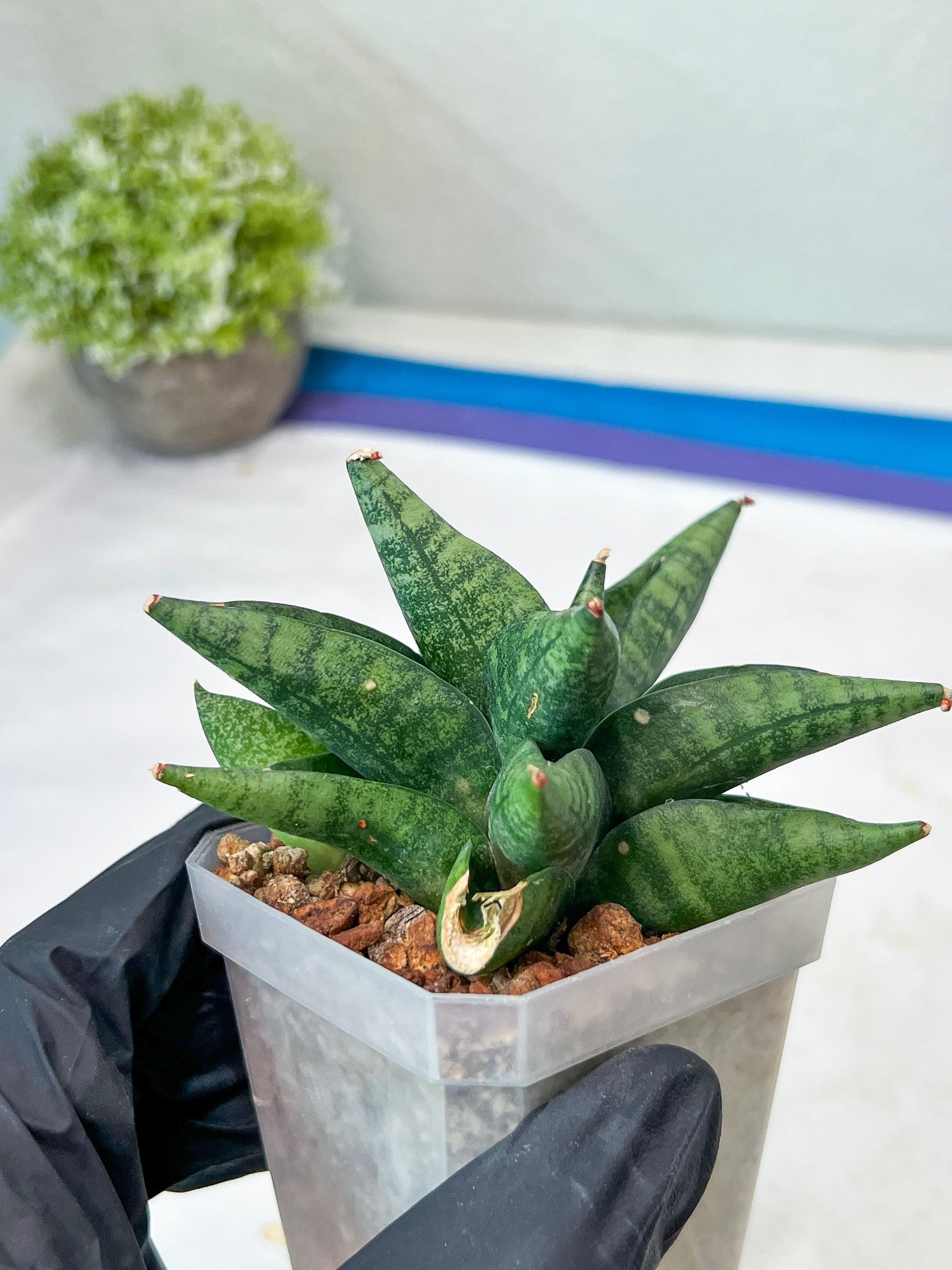 Sansevieria Penguin (#AC47) | Imported Hybrids