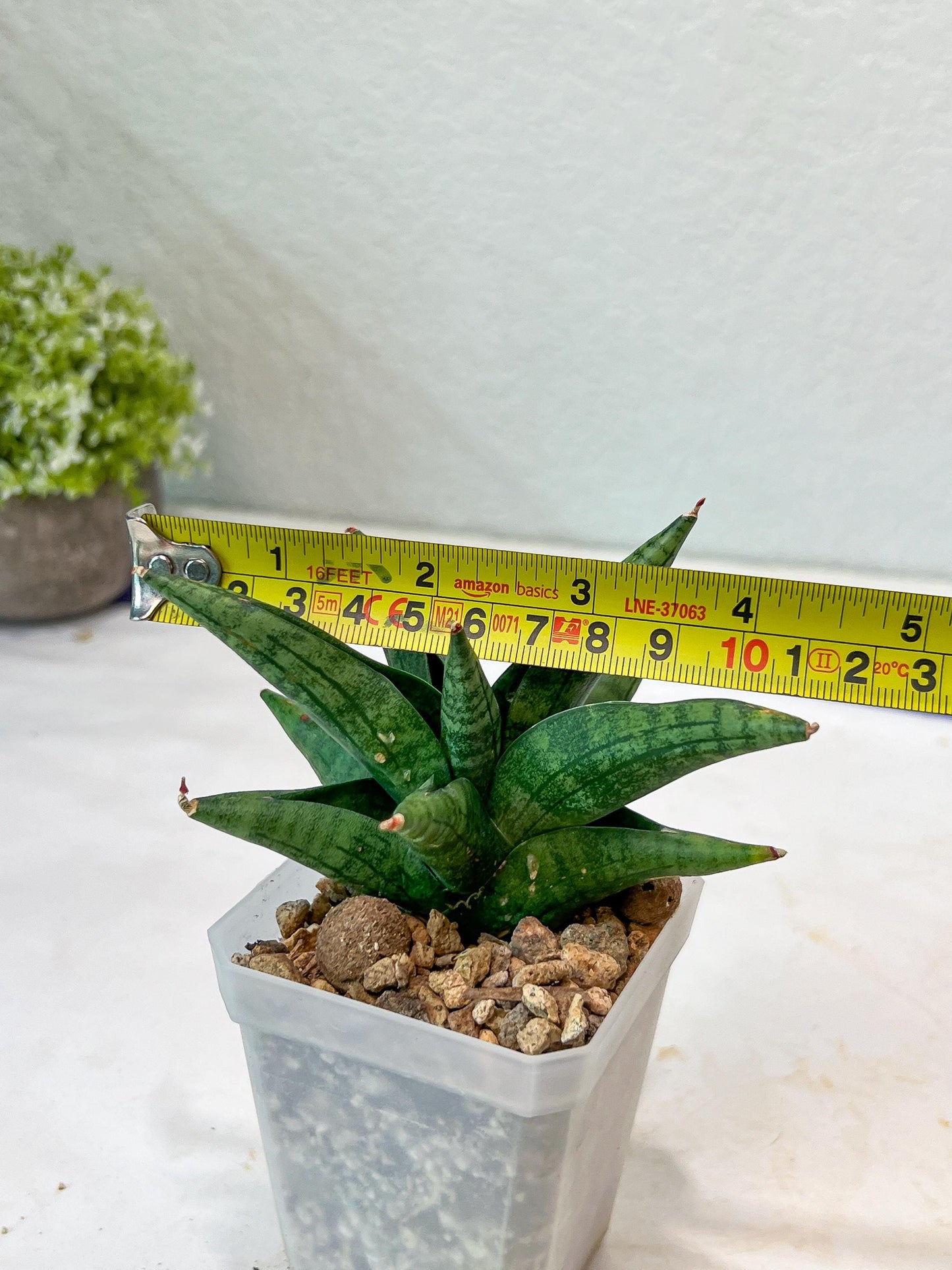 Sansevieria Penguin (#AC47) | Imported Hybrids