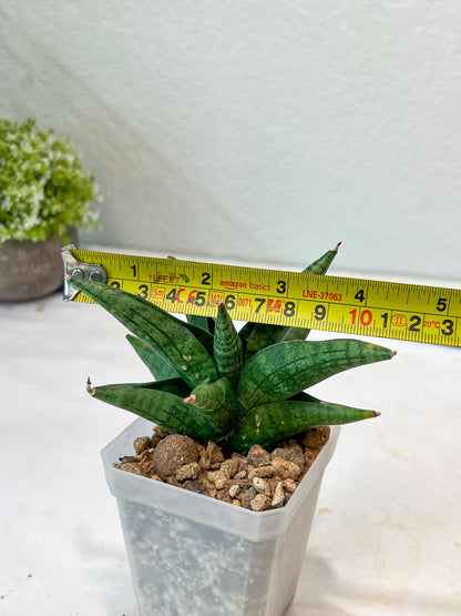 Sansevieria Penguin (#AC47) | Imported Hybrids