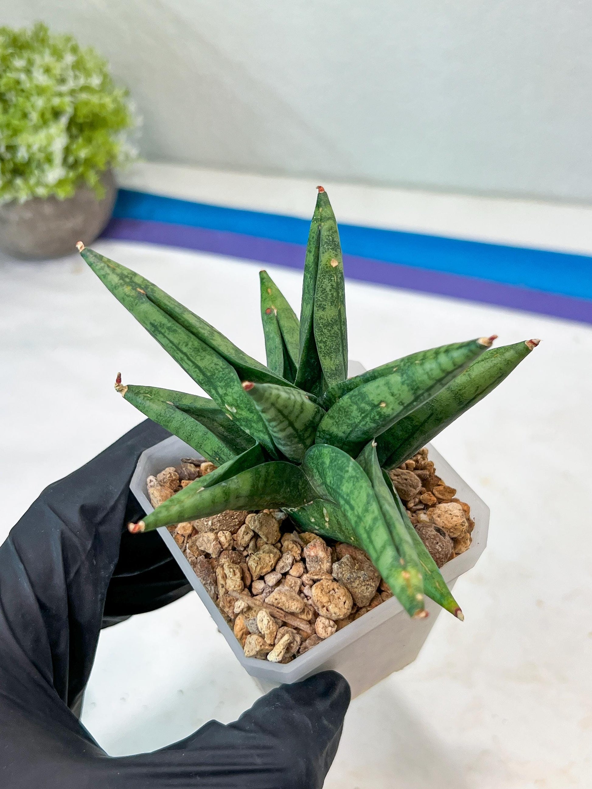 Sansevieria Penguin (#AC47) | Imported Hybrids
