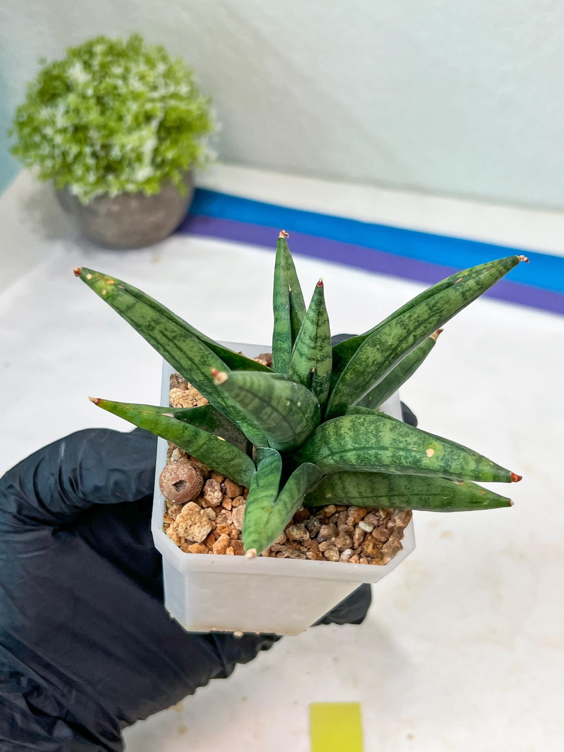 Sansevieria Penguin (#AC47) | Imported Hybrids