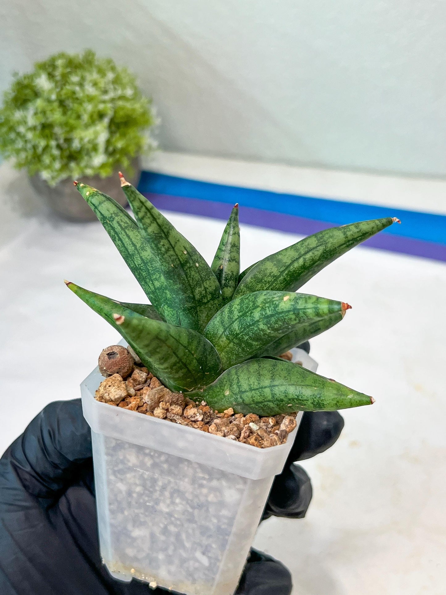 Sansevieria Penguin (#AC47) | Imported Hybrids