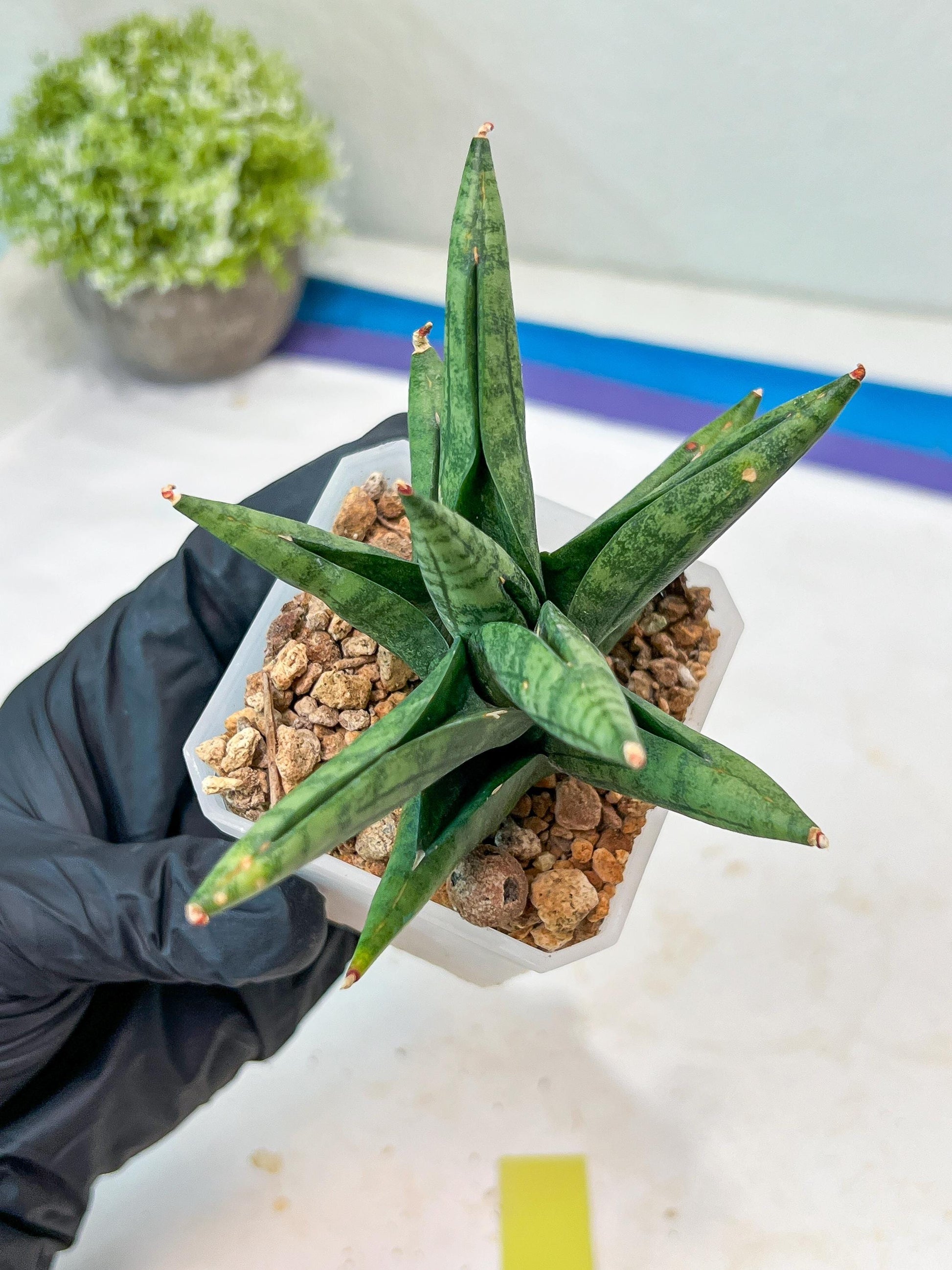 Sansevieria Penguin (#AC47) | Imported Hybrids