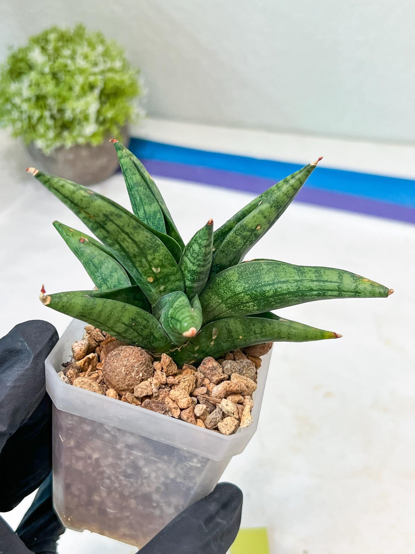 Sansevieria Penguin (#AC47) | Imported Hybrids