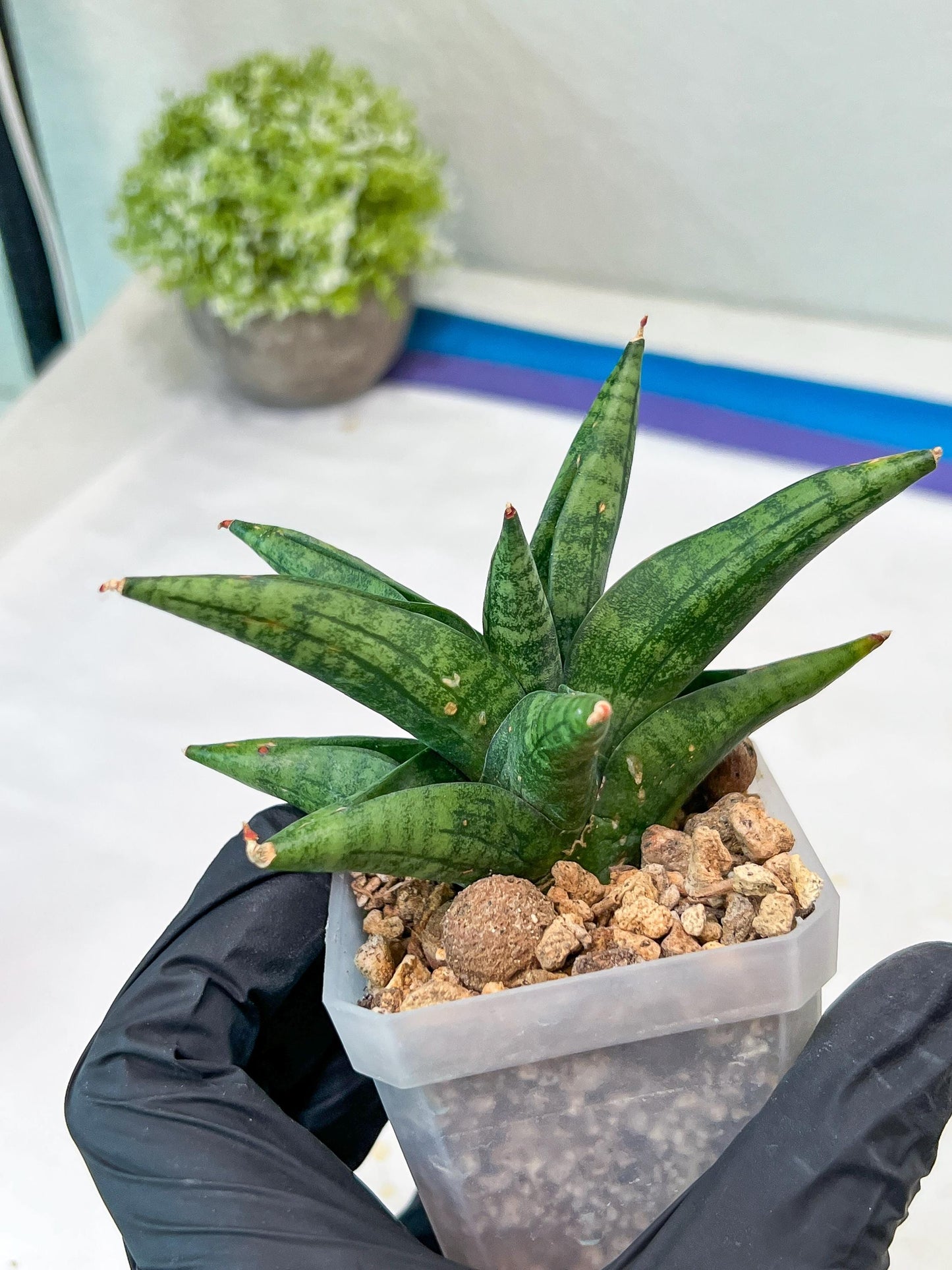 Sansevieria Penguin (#AC47) | Imported Hybrids