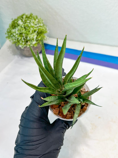 Sansevieria Hara Spaik (#AC49) | Rare Imported