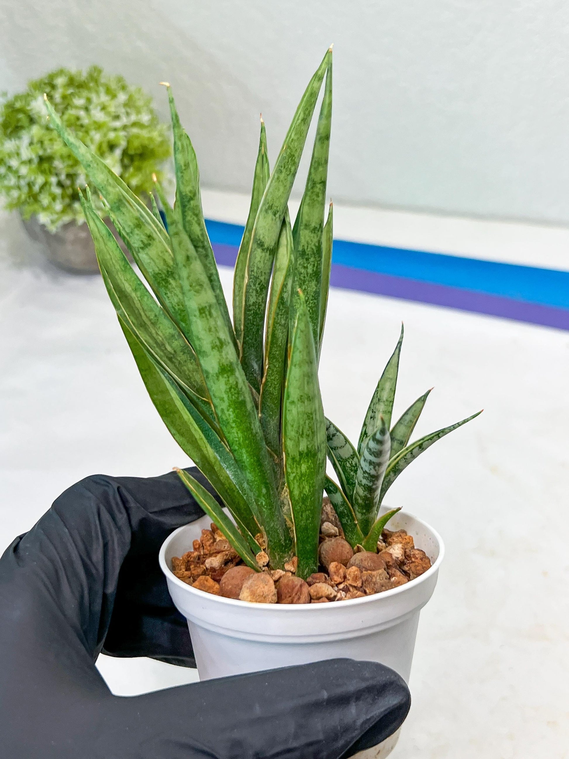 Sansevieria Hara Spaik (#AC49) | Rare Imported