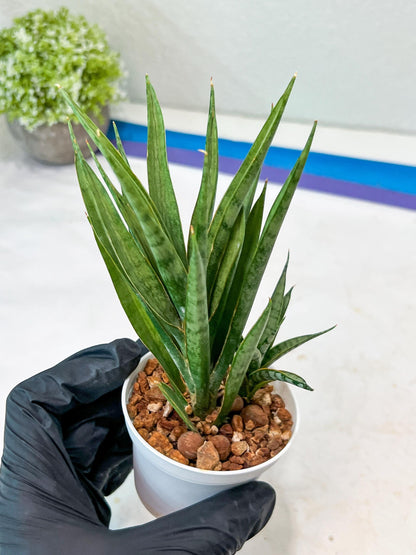 Sansevieria Hara Spaik (#AC49) | Rare Imported