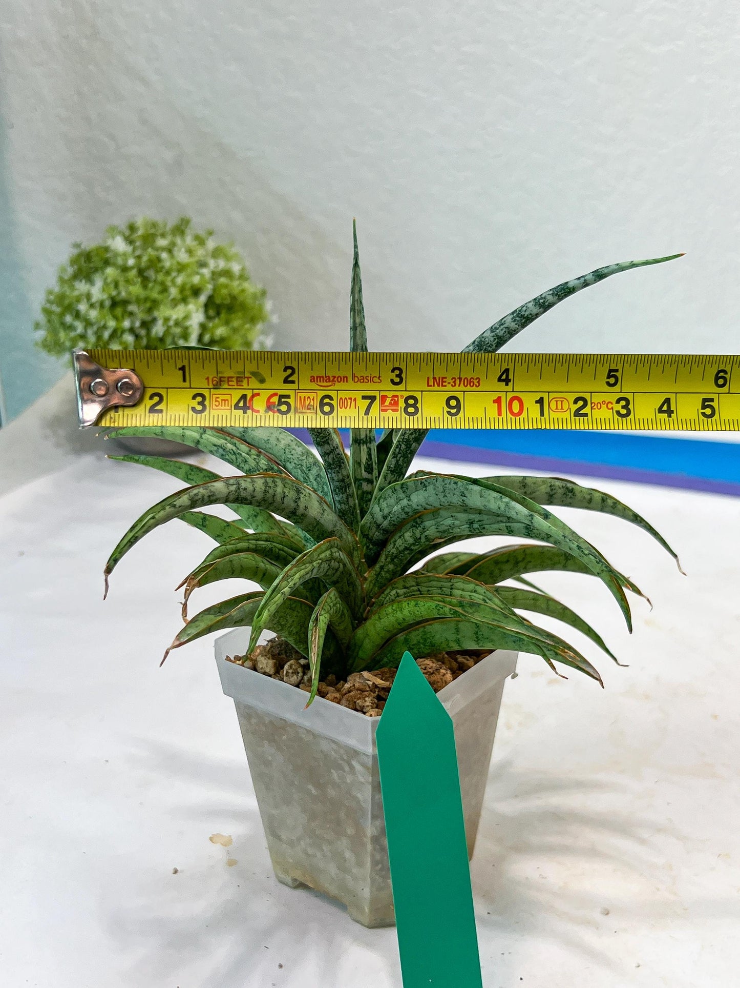 Sansevieria Hara Spaik (#AC49) | Rare Imported