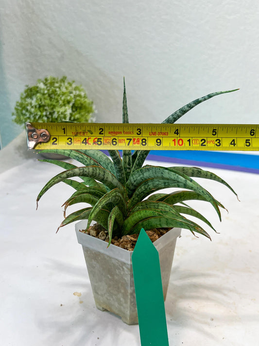 Sansevieria Hara Spaik (#AC49) | Rare Imported