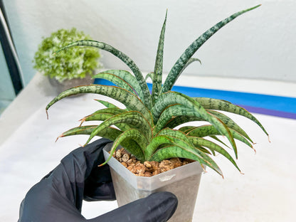 Sansevieria Hara Spaik (#AC49) | Rare Imported