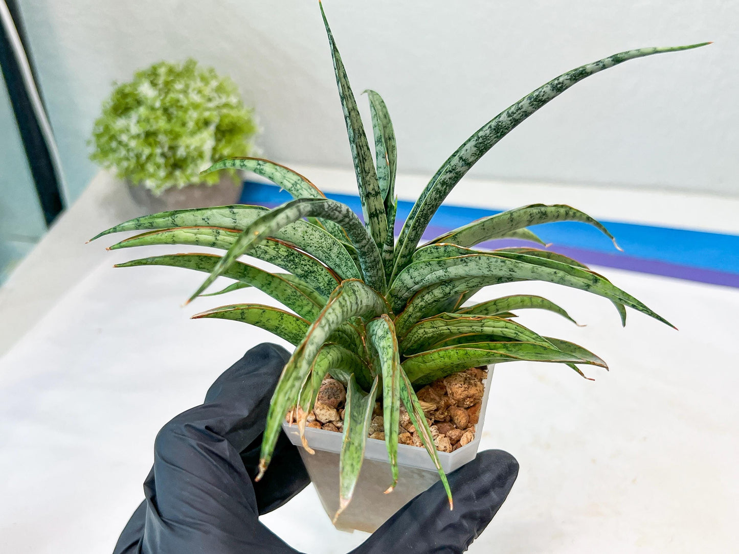 Sansevieria Hara Spaik (#AC49) | Rare Imported