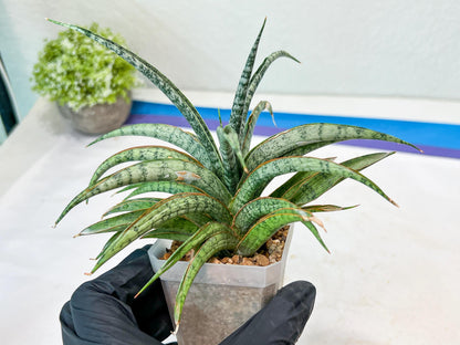 Sansevieria Hara Spaik (#AC49) | Rare Imported