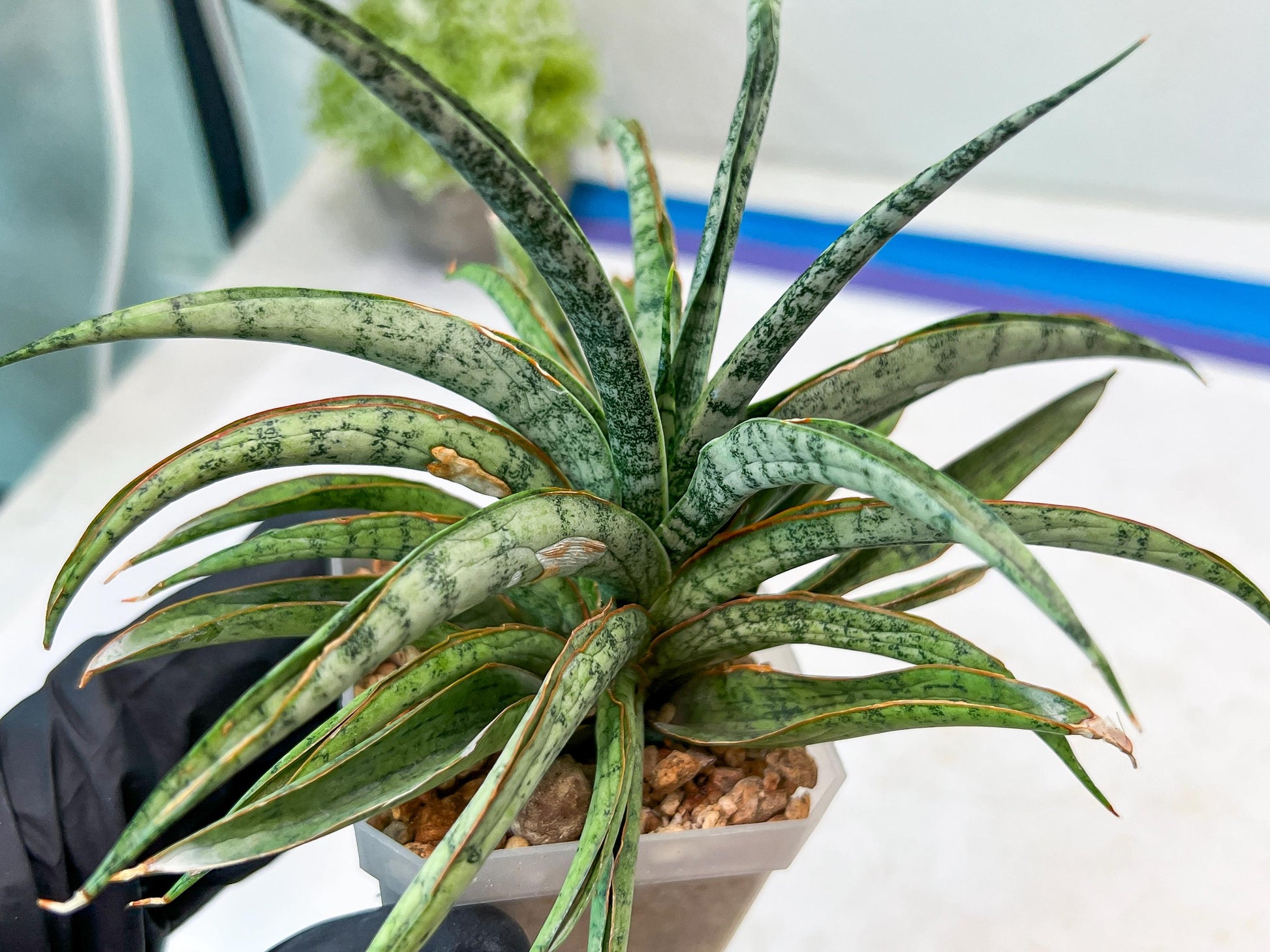 Sansevieria Hara Spaik (#AC49) | Rare Imported