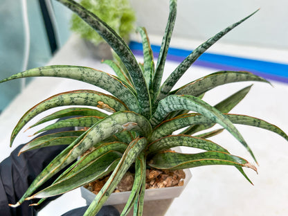 Sansevieria Hara Spaik (#AC49) | Rare Imported