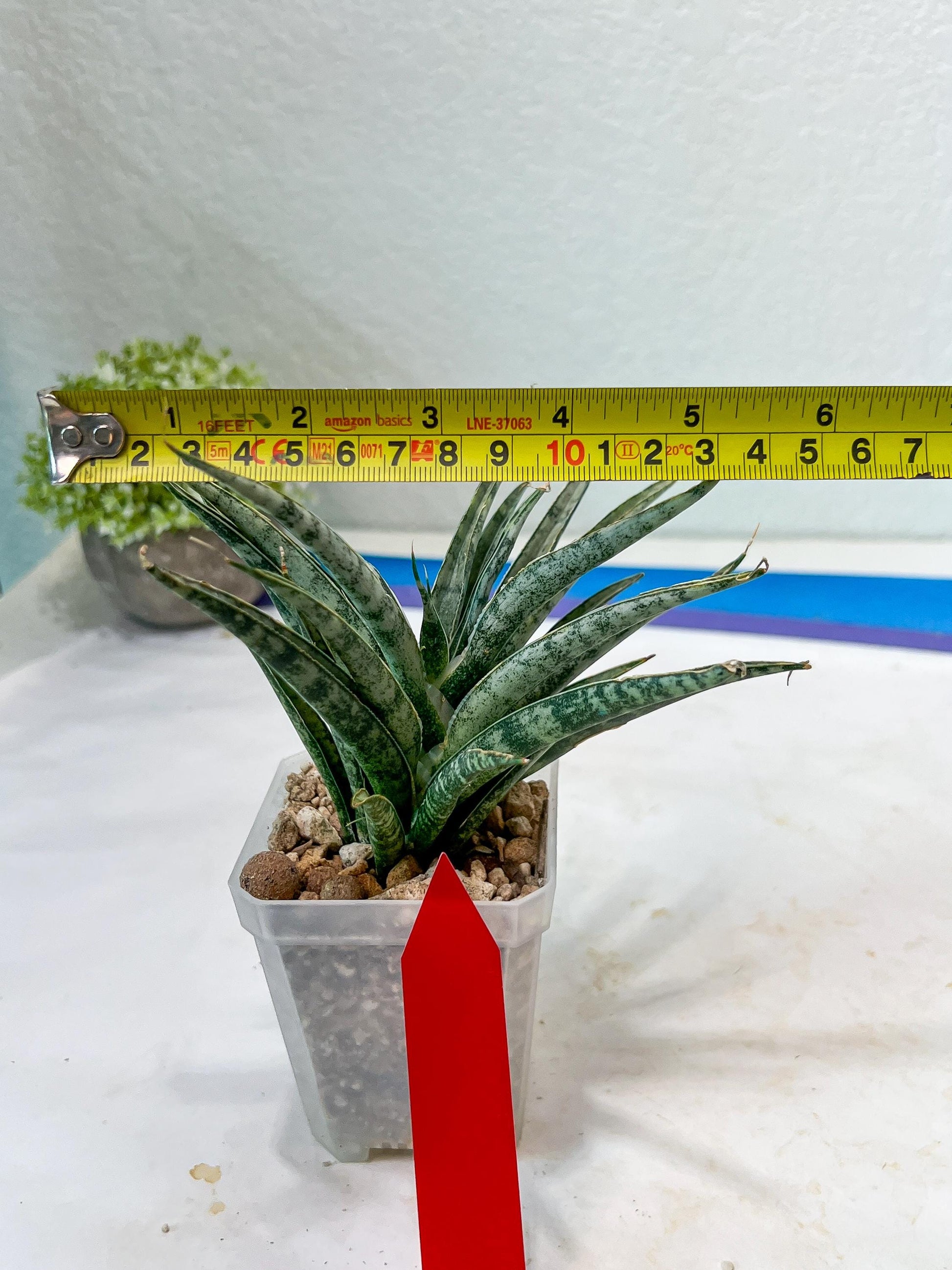 Sansevieria Hara Spaik (#AC49) | Rare Imported