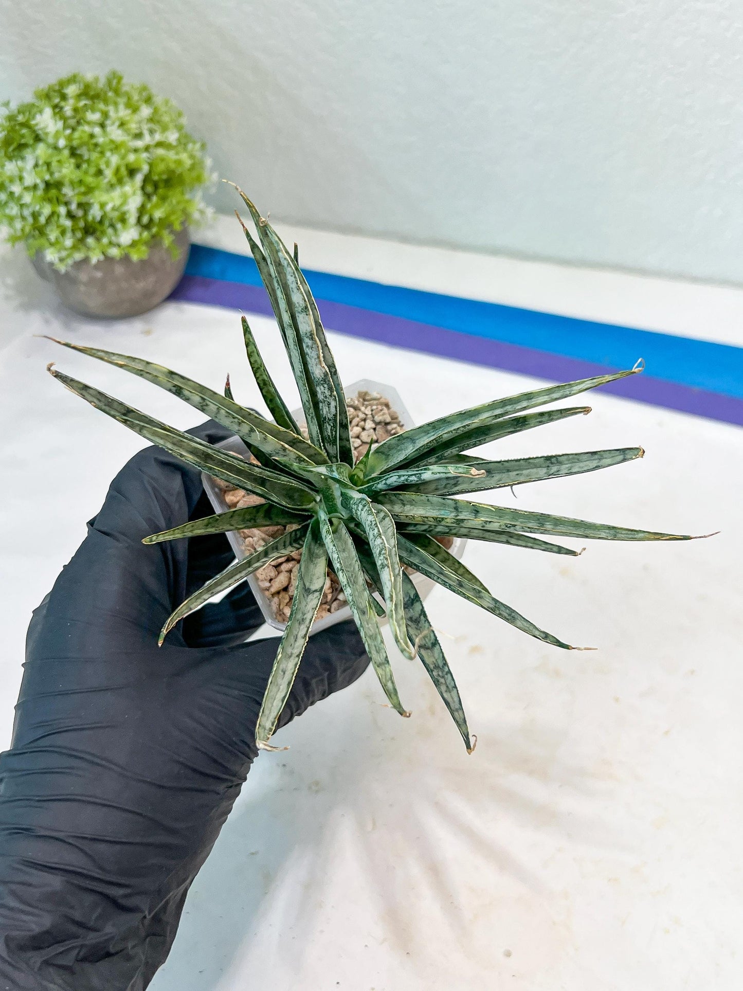 Sansevieria Hara Spaik (#AC49) | Rare Imported
