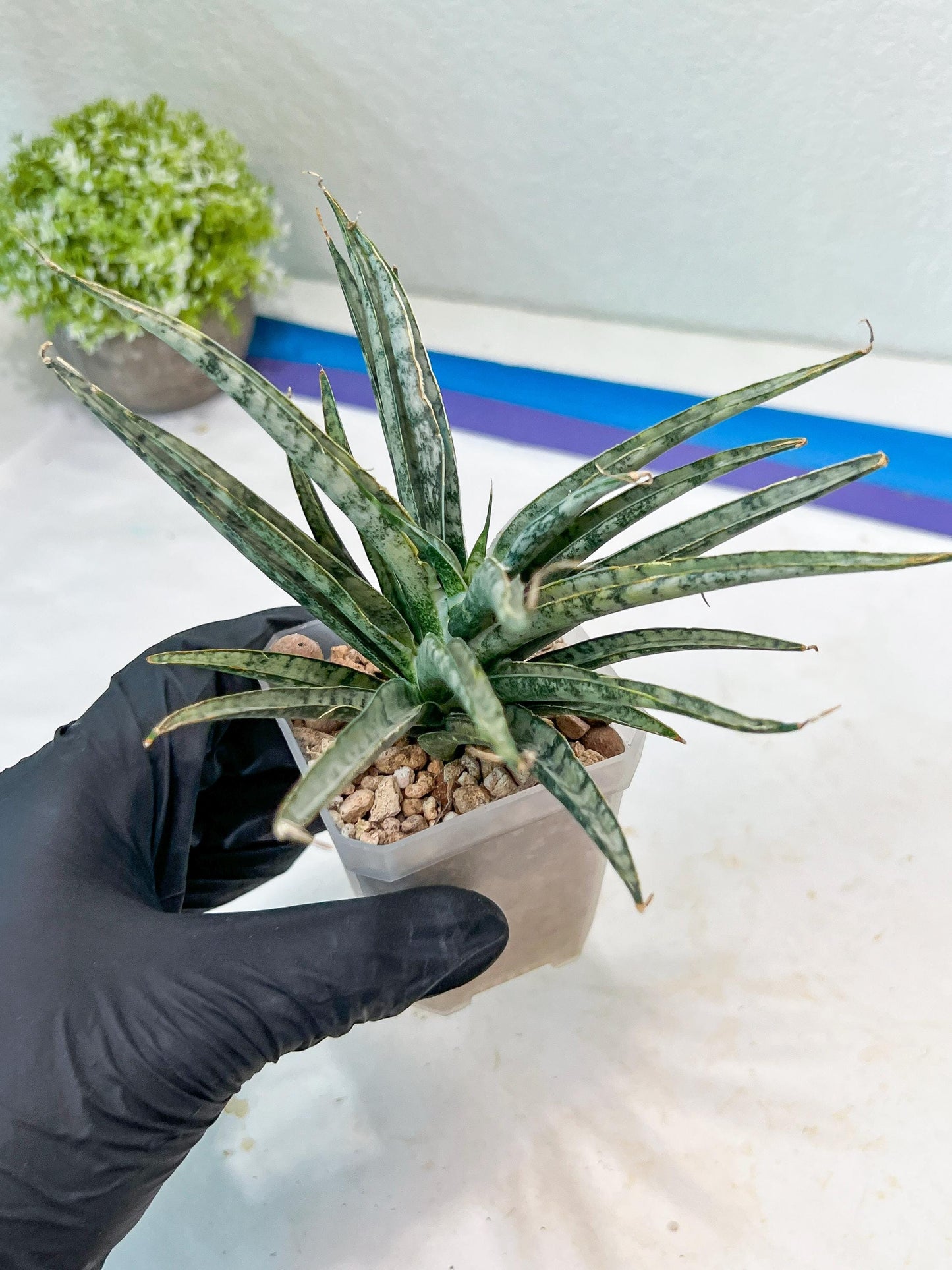 Sansevieria Hara Spaik (#AC49) | Rare Imported
