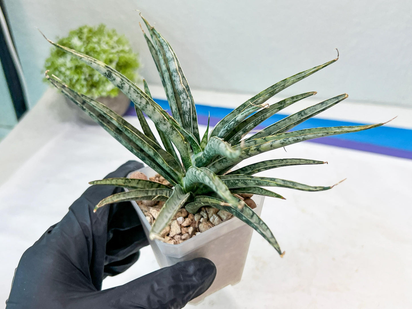 Sansevieria Hara Spaik (#AC49) | Rare Imported