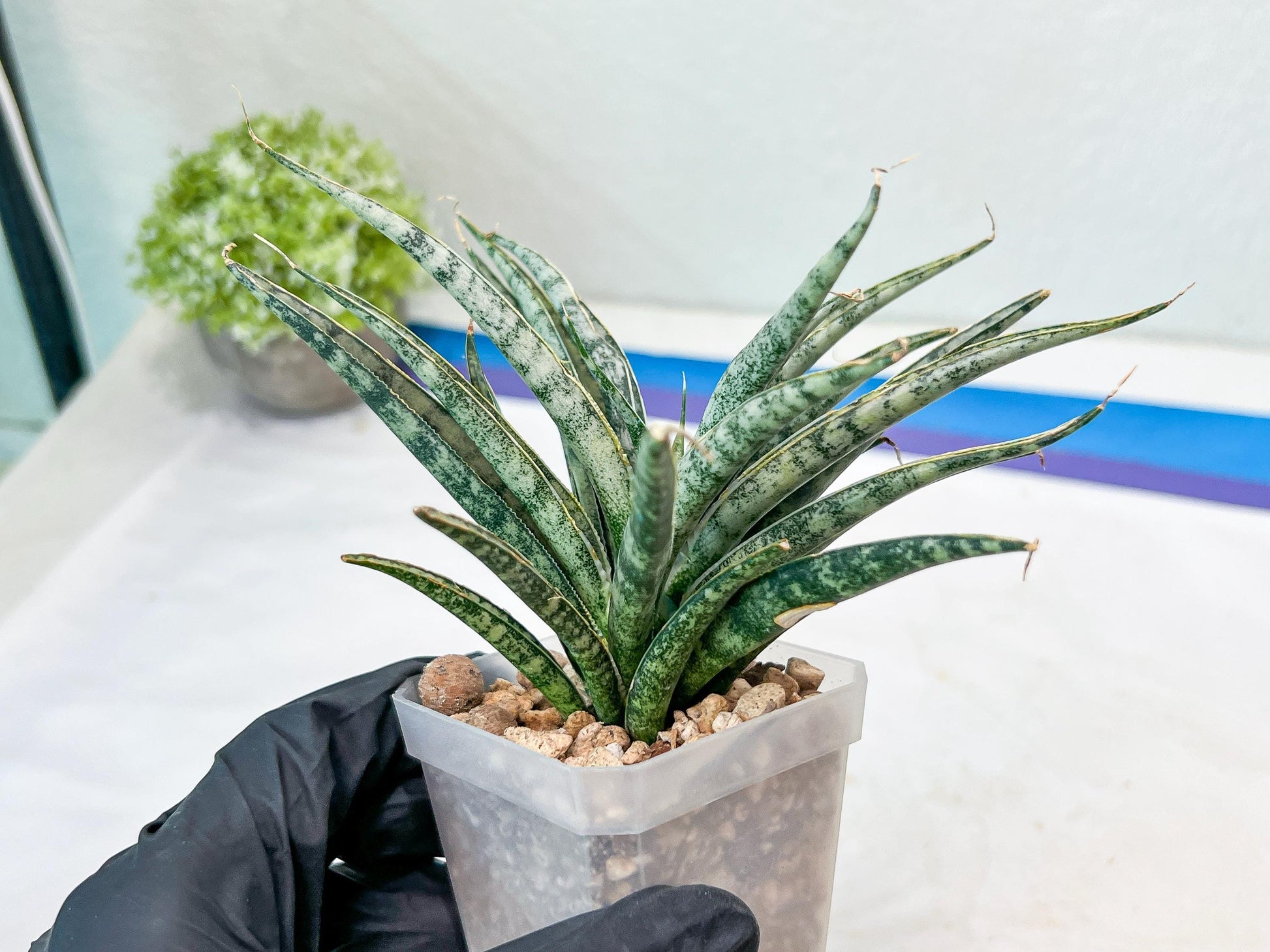 Sansevieria Hara Spaik (#AC49) | Rare Imported
