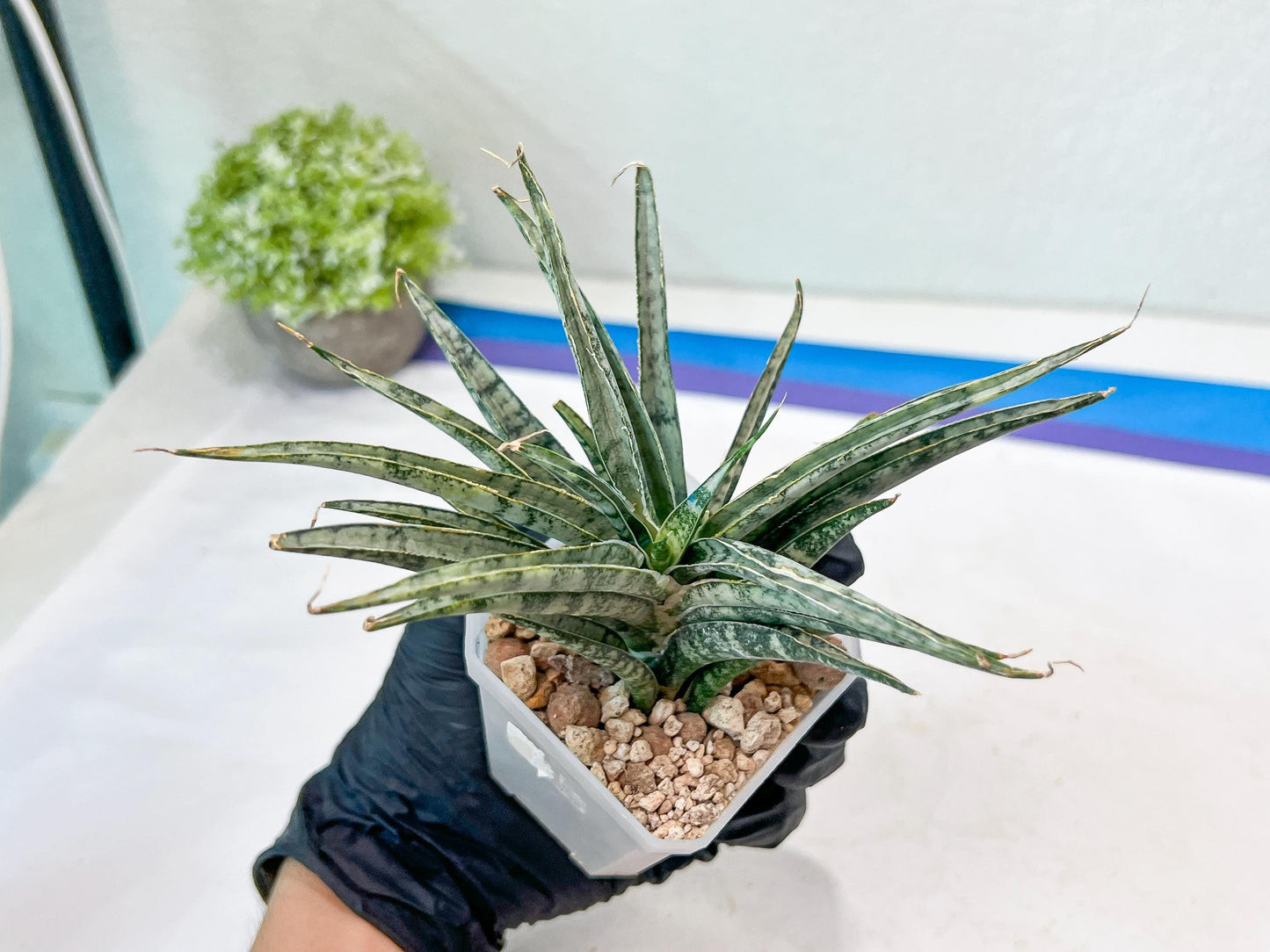 Sansevieria Hara Spaik (#AC49) | Rare Imported