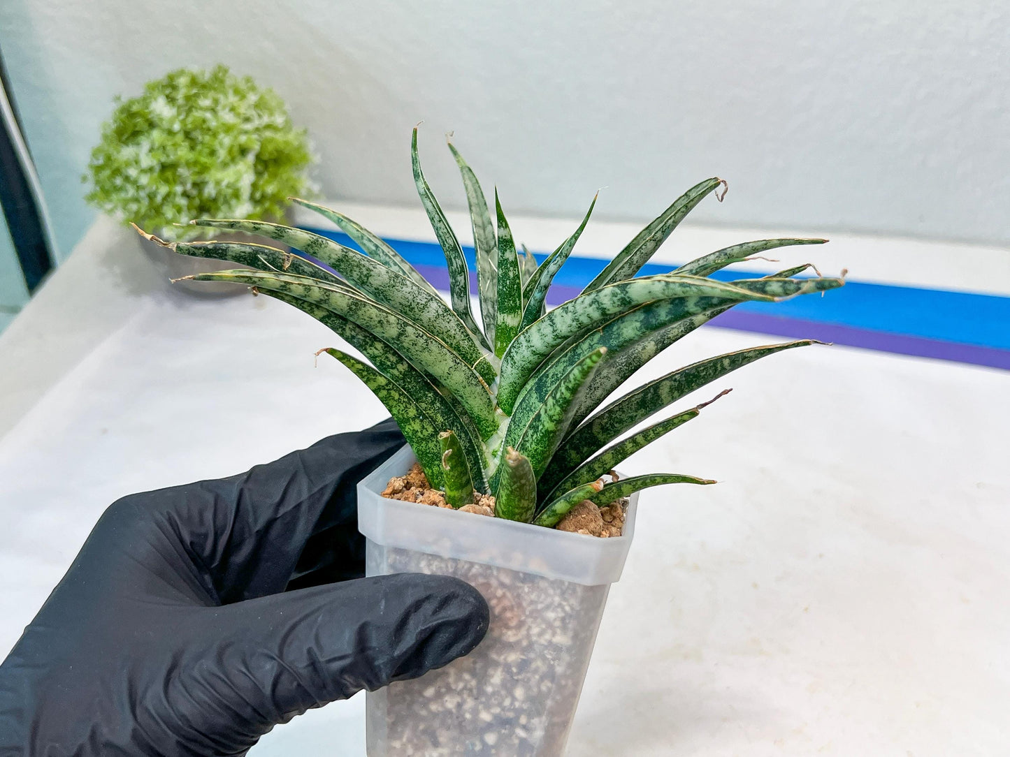 Sansevieria Hara Spaik (#AC49) | Rare Imported